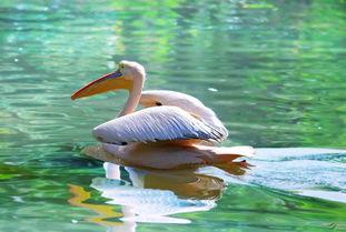 国产水上飞机起飞视频