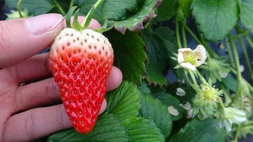 国产日韩欧美小视频草莓,国产日韩欧美小视频中的甜蜜诱惑