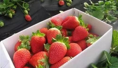 国产日韩欧美小视频草莓,国产日韩欧美小视频中的甜蜜诱惑