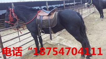 国产美女骑矮马驯马视频,国产美女展现骑术风采