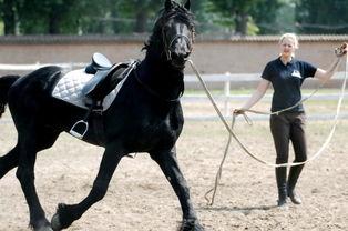 国产美女骑矮马驯马视频,国产美女展现骑术风采